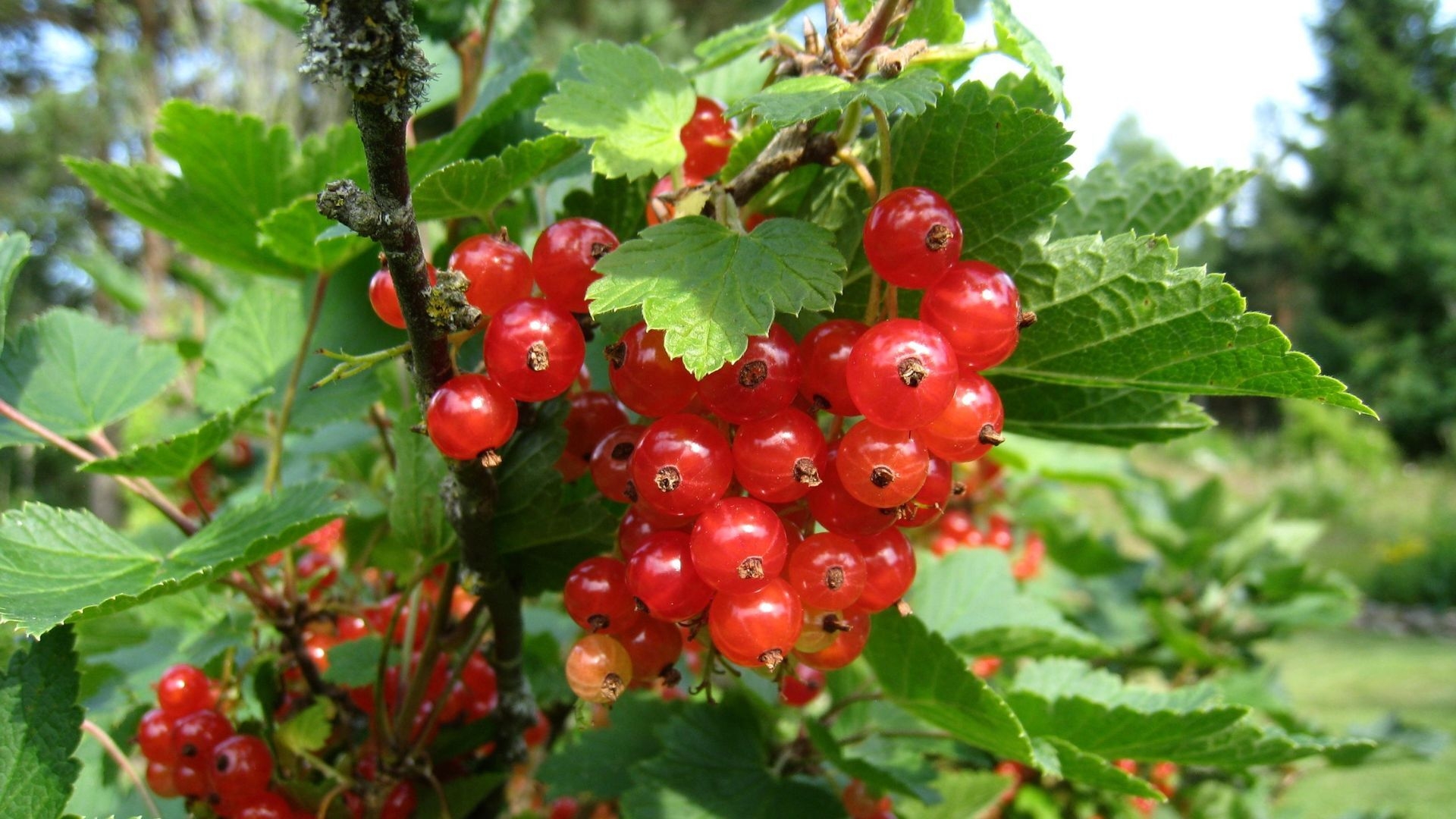 berries2 1
