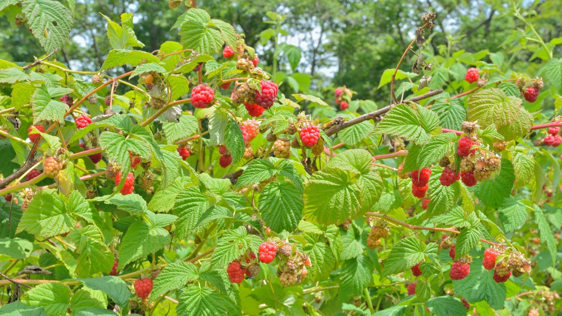 berries 2